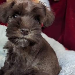 Miniature Schnauzer Puppies from Hampton's Miniature Schnauzers