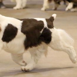 English Springer Spaniels from Solaire Springers