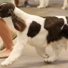 English Springer Spaniels from Solaire Springers