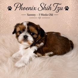 Sammy - Tricolor male Shih Tzu puppy in Hayden, Idaho from Phoenix Shih Tzu