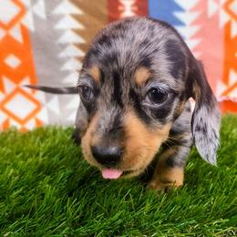 Little Bella - Dapple female Dachshund puppy in Birmingham, Alabama from Mini Doxies Love
