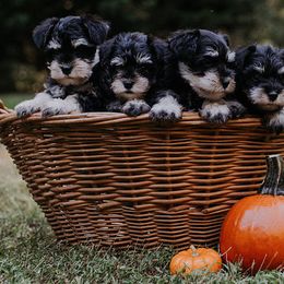 Miniature Schnauzers from Schnauzers of Georgia Cliff