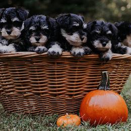 Miniature Schnauzers from Schnauzers of Georgia Cliff