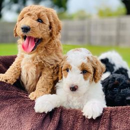 Poodle Puppies from Poodles of Tampa Bay