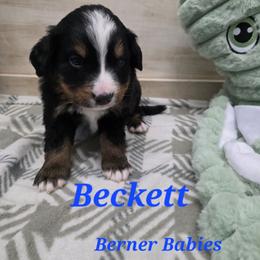 Beckett - Black rust and white male Bernese Mountain Dog puppy in Radcliffe, Iowa from Berner Babies