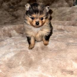 Sabrina - Blue merle female Pomeranian puppy in Angleton, Texas from Pomeranian Palace, LLC