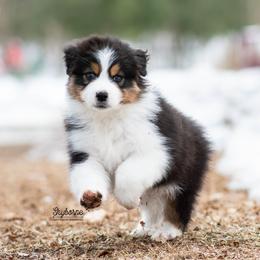 Meeko - Black tri-color male Australian Shepherd puppy in Woodford, Virginia from Skyborne Australian Shepherds