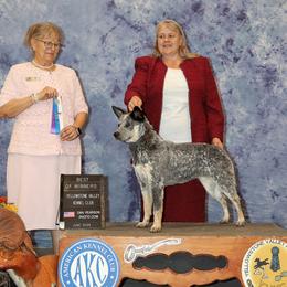 Australian Cattle Dog and French Bulldog Puppies from Sugarloaf French bulldogs and Australian cattle dogs