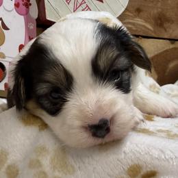 Franny- Fluffy - White and black female Pembroke Welsh Corgi puppy in Stillwater, Oklahoma from Steele Family Farms