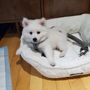 American Eskimo Dog Puppies from Shadow Kennels