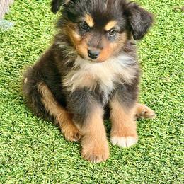 Candy tri female - Black tri female Miniature Australian Shepherd puppy in Lemon Cove, California from Magic Ranch Mini Aussies