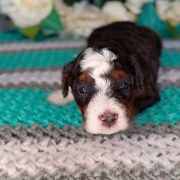Autumn - Merle female Bernedoodle puppy in West Jordan, Utah from Doodles Friend