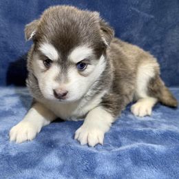 Hazel - Blue female Pomsky puppy in Hudson, New Hampshire from Granite State Pomskies
