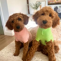 Gunner - Red  male Goldendoodle puppy in Glendale, Arizona from Follow Your Bliss Doodles