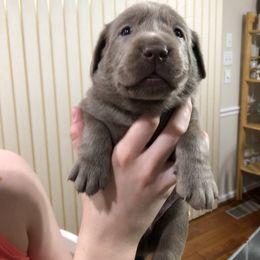 Labrador Retriever Puppies from KMC Gun Dogs