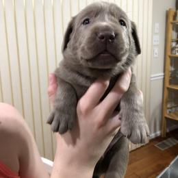 Labrador Retriever Puppies from KMC Gun Dogs