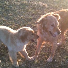 Golden Retrievers from Tammi Sinosky's Golden Retrievers