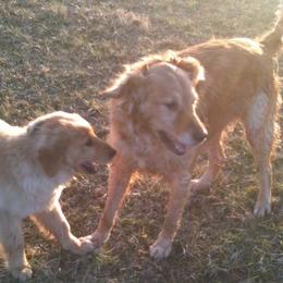 Golden Retrievers from Tammi Sinosky's Golden Retrievers
