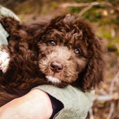 Aussiedoodle Puppies from Blue Mountain Aussiedoodles
