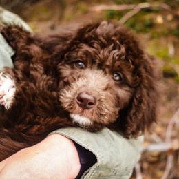 Aussiedoodle Puppies from Blue Mountain Aussiedoodles