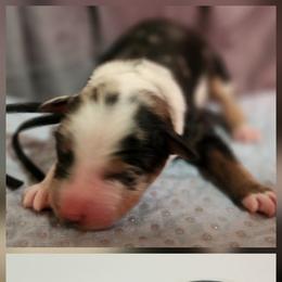 Schroeder - Blue merle male Miniature Australian Shepherd puppy in Macomb, Missouri from Faunus Farms and Aussies