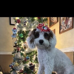 Annie - Cavapoo
