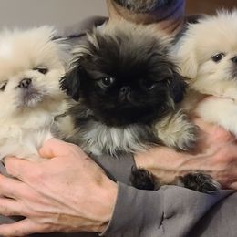 Pekingese Puppies from Tao Pekingese