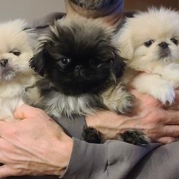 Pekingese Puppies from Tao Pekingese