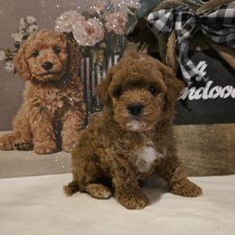 Bernedoodle, Goldendoodle, and Poodle Puppies from 4goldendoodles