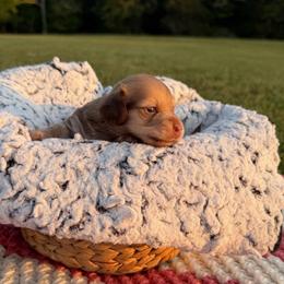 Delta - Cream female Dachshund puppy in New Albany, Mississippi from Double A. Doxies