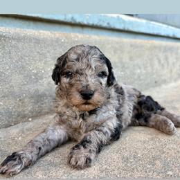 Pepper - Merle male Goldendoodle puppy in Brooksville, Florida from Spring Prairie Doodles