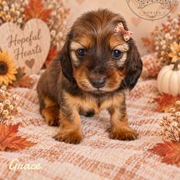 Grace - Red female Dachshund puppy in Riverton, Wyoming from Wild Rose Ridge Doxies