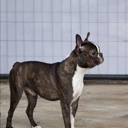 Gypsy - Boston Terrier