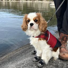 Mishka - Cavalier King Charles Spaniel