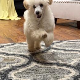 Carter - White male Poodle puppy in Birmingham, Alabama from Stormborn