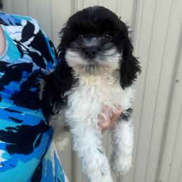 Domino - Black and white male Cockapoo puppy in Holton, Indiana from MoonShine Babies