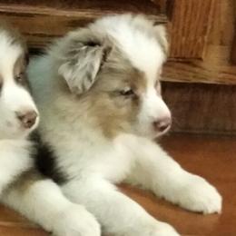 Australian Shepherds and Miniature Australian Shepherds from Laudrick Aussies