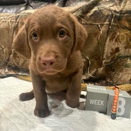Gold Dot - Brown female Chesapeake Bay Retriever puppy in Wisconsin Dells, Wisconsin from Kilbourn Chesapeakes