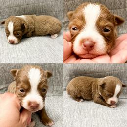 Red tri male - Red tri male Toy Australian Shepherd puppy in Brooker, Florida from Honey, I Shrunk the Aussies