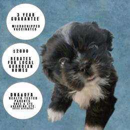 Ms. Sox OFA tested parents - Black and white female Shih Tzu puppy in Troutville, Virginia from Mountain Pass Barn