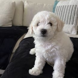 Bichon Frises from Badook Bichons