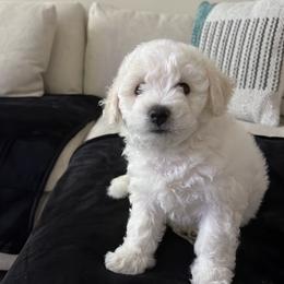 Bichon Frises from Badook Bichons