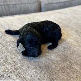 Midnight - Black male Labradoodle puppy in Constableville, New York from Zehr’s Labradoodles & Bernedoodles