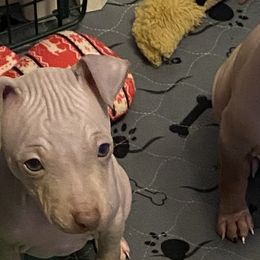 American Hairless Terriers and Poodles from WhisperMoon Kennels