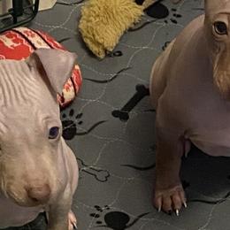 American Hairless Terriers and Poodles from WhisperMoon Kennels