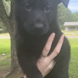 German Shepherd Puppies from East Texas GSD