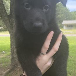 German Shepherd Puppies from East Texas GSD