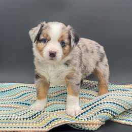 Kingston - Blue merle male Miniature Australian Shepherd puppy in Covington, Pennsylvania from Rigas Mini Aussies LLC