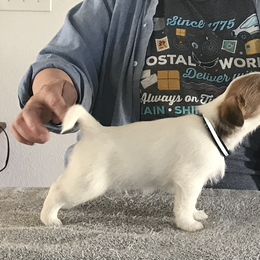 Russell Terrier Puppies from Briarwood Creek Russell Terriers