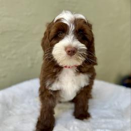 Thumper - Chocolate male Australian Labradoodle puppy in Morgan Hill, California from Loving Labradoodle